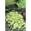Bunter Wassernabel FloraSelf Hydrocotyle Novae-zelandiae 'Variegata' H 5-15 Cm Co 1 L
