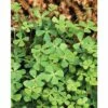 Vierblättriger Kleefarn FloraSelf Marsilea Quadrifolia H 5-15 Cm Co 1 L