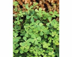 Vierblättriger Kleefarn FloraSelf Marsilea Quadrifolia H 5-15 Cm Co 1 L