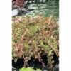 Indische Rotala FloraSelf Rotala Indica H 5-15 Cm Co 1 L
