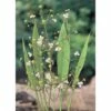 Schmalblätriger Froschlöffel FloraSelf Alisma Lanceolata H 10-50 Cm Co 3 L -Hornbach Gartenmarkt DV 8 4665927 01 4c DE 20191203101655