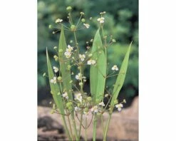 Schmalblätriger Froschlöffel FloraSelf Alisma Lanceolata H 10-50 Cm Co 3 L
