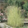 Weisse Seesimse FloraSelf Schoenoplectus Lacustris 'Albescens' H 10-80 Cm Co 3 L -Hornbach Gartenmarkt DV 8 4665950 01 4c DE 20190430131658
