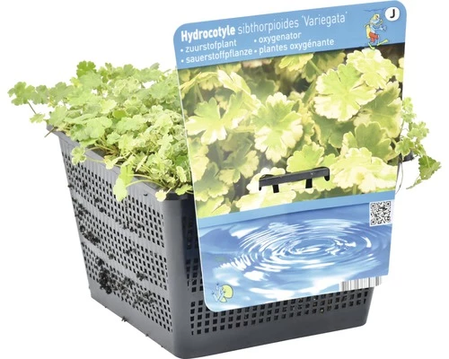 Kleinblättriger Wassernabel FloraSelf Hydrocotyle Sibthorpioides 'Variegata' H 5-15 Cm Co 3 L 4 Kleinblättriger Wassernabel FloraSelf Hydrocotyle Sibthorpioides 'Variegata' H 5-15 Cm Co 3 L – Bild 2