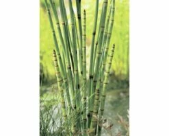 Teichpflanzen Set 4 Jahreszeiten FloraSelf Für 1000 L Teich 19 Teichpflanzen Set 4 Jahreszeiten FloraSelf Für 1000 L Teich -Hornbach Gartenmarkt DV 8 4665965 01 4c DE 20220228141658