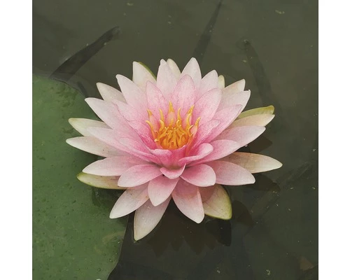 Seerose FloraSelf Nymphaea-Cultivars 'Mme Wilfron Gonnère' H 10-30 Cm Co 3 L 3 Seerose FloraSelf Nymphaea-Cultivars 'Mme Wilfron Gonnère' H 10-30 Cm Co 3 L