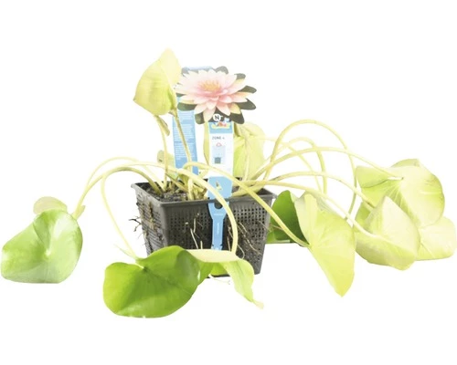 Seerose FloraSelf Nymphaea-Cultivars 'Mme Wilfron Gonnère' H 10-30 Cm Co 3 L 4 Seerose FloraSelf Nymphaea-Cultivars 'Mme Wilfron Gonnère' H 10-30 Cm Co 3 L – Bild 2