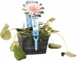 Seerose FloraSelf Nymphaea-Cultivars 'Mme Wilfron Gonnère' H 10-30 Cm Co 3 L 8 Seerose FloraSelf Nymphaea-Cultivars 'Mme Wilfron Gonnère' H 10-30 Cm Co 3 L -Hornbach Gartenmarkt DV 8 4665981 03 4c DE 20191129141659