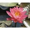 Seerose FloraSelf Nymphaea-Cultivars 'Wanvisa' H 10-30 Cm Co 3 L -Hornbach Gartenmarkt DV 8 4665983 01 4c DE 20191129134756
