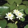 Seerose FloraSelf Nymphaea Tetragona H 10-30 Cm Co 3 L -Hornbach Gartenmarkt DV 8 4665989 01 4c DE 20191129134756