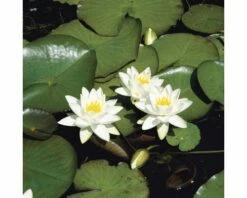 Seerose FloraSelf Nymphaea Tetragona H 10-30 Cm Co 3 L