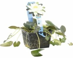 Seerose FloraSelf Nymphaea Tetragona H 10-30 Cm Co 3 L -Hornbach Gartenmarkt DV 8 4665989 03 4c DE 20191129134756
