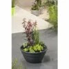 Miniteich FloraSelf Mit Pflanzen Inkl. Treibring Ø 40 Cm Schale -Hornbach Gartenmarkt DV 8 4666002 01 4c DE 20190307191803