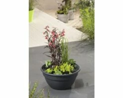 Miniteich FloraSelf Mit Pflanzen Inkl. Treibring Ø 40 Cm Schale