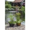 Miniteich FloraSelf Mit Pflanzen Inkl. Treibring Ø 40 Cm Zink-Schale Grau 2 Miniteich FloraSelf Mit Pflanzen Inkl. Treibring Ø 40 Cm Zink-Schale Grau -Hornbach Gartenmarkt DV 8 4666017 01 4c DE 20210706104758