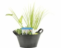 Miniteich FloraSelf Mit Pflanzen Inkl. Treibring Ø 40 Cm Zink-Schale Grau -Hornbach Gartenmarkt DV 8 4666017 02 4c DE 20210706104758