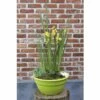 Miniteich FloraSelf Mit Pflanzen Inkl. Treibring Ø 40 Cm Schale Lime -Hornbach Gartenmarkt DV 8 4666020 01 4c DE 20190430134651