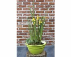 Miniteich FloraSelf Mit Pflanzen Inkl. Treibring Ø 40 Cm Schale Lime