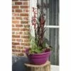 Miniteich FloraSelf Mit Pflanzen Inkl. Treibring Ø 40 Cm Schale Fuchsia 1 Miniteich FloraSelf Mit Pflanzen Inkl. Treibring Ø 40 Cm Schale Fuchsia -Hornbach Gartenmarkt DV 8 4666021 01 4c DE 20190429151021