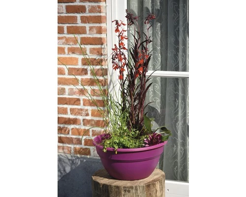 Miniteich FloraSelf Mit Pflanzen Inkl. Treibring Ø 40 Cm Schale Fuchsia 3 Miniteich FloraSelf Mit Pflanzen Inkl. Treibring Ø 40 Cm Schale Fuchsia
