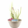 Miniteich FloraSelf Mit Pflanzen Inkl. Treibring Ø 40 Cm Schale Taupe -Hornbach Gartenmarkt DV 8 4666022 01 4c DE 20191213051757
