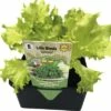 Blattsalat 'Lollo Bionda' FloraSelf Letuca Sativa 6 Stk. -Hornbach Gartenmarkt DV 8 4666185 01 4c DE 20190402084755