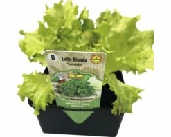 Blattsalat 'Lollo Bionda' FloraSelf Letuca Sativa 6 Stk.