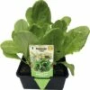 Romanasalat 'Tantan' FloraSelf 6 Stk. -Hornbach Gartenmarkt DV 8 4666189 01 4c DE 20190327141655