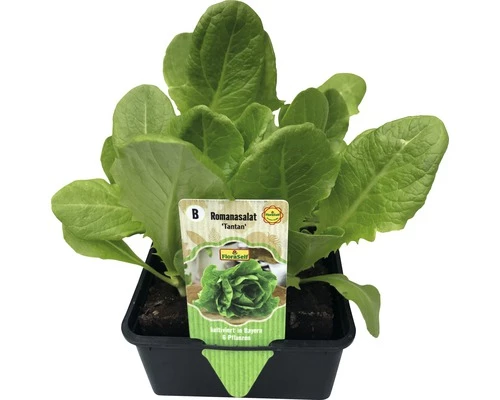 Romanasalat 'Tantan' FloraSelf 6 Stk. 3 Romanasalat 'Tantan' FloraSelf 6 Stk.
