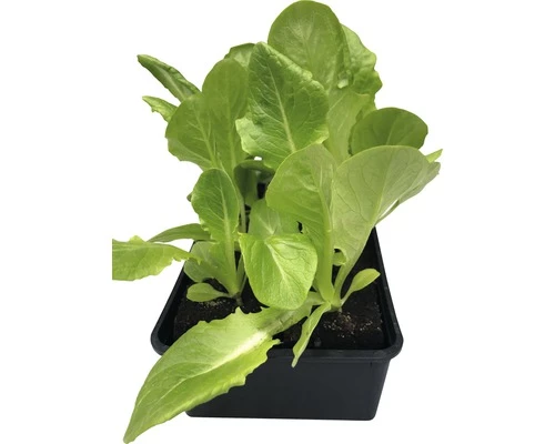 Romanasalat 'Tantan' FloraSelf 6 Stk. 4 Romanasalat 'Tantan' FloraSelf 6 Stk. – Bild 2