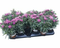 Nelke, Gartennelke FloraSelf Dianthus Caryophyllus 'Peman' Ø 10,5 Cm Topf -Hornbach Gartenmarkt DV 8 4666610 02 4c DE 20190119204656