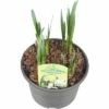 Sommer Knotenblume FloraSelf Leucojum Aestivum 'Summertwinkle' Ø 15 Cm Topf -Hornbach Gartenmarkt DV 8 4666614 01 4c DE 20190119204656
