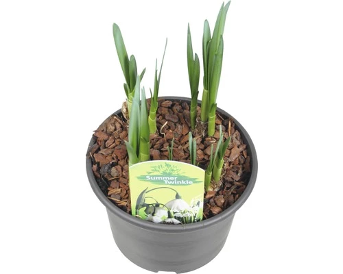 Sommer Knotenblume FloraSelf Leucojum Aestivum 'Summertwinkle' Ø 15 Cm Topf 3 Sommer Knotenblume FloraSelf Leucojum Aestivum 'Summertwinkle' Ø 15 Cm Topf