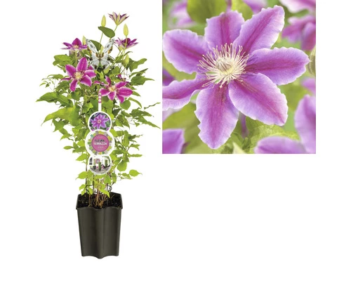 Waldrebe FloraSelf Clematis-Cultivars H 50-60 Cm Co 3 L Rosa 4 Waldrebe FloraSelf Clematis-Cultivars H 50-60 Cm Co 3 L Rosa – Bild 2