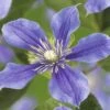 Waldrebe FloraSelf Clematis-Cultivars H 50-60 Cm Co 3 L Blau-lila 1 Waldrebe FloraSelf Clematis-Cultivars H 50-60 Cm Co 3 L Blau-lila -Hornbach Gartenmarkt DV 8 4669964 02 4c DE 20190115181658