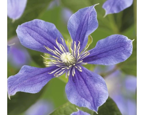 Waldrebe FloraSelf Clematis-Cultivars H 50-60 Cm Co 3 L Blau-lila 3 Waldrebe FloraSelf Clematis-Cultivars H 50-60 Cm Co 3 L Blau-lila