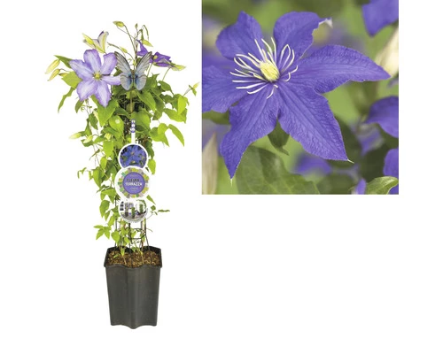 Waldrebe FloraSelf Clematis-Cultivars H 50-60 Cm Co 3 L Blau-lila 4 Waldrebe FloraSelf Clematis-Cultivars H 50-60 Cm Co 3 L Blau-lila – Bild 2