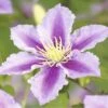 Waldrebe FloraSelf Clematis-Cultivars H 50-60 Cm Co 3 L Gestreift 2 Waldrebe FloraSelf Clematis-Cultivars H 50-60 Cm Co 3 L Gestreift -Hornbach Gartenmarkt DV 8 4669965 01 4c DE 20190115181658