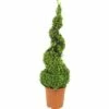 Buchsbaum Spirale FloraSelf Buxus Sempervirens H 70-75 Cm Co 5 L -Hornbach Gartenmarkt DV 8 4674485 01 4c DE 20190118051652