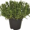 Bohnenkraut FloraSelf Satureja Montano 'Bolero' Ø 12 Cm Topf -Hornbach Gartenmarkt DV 8 4674495 01 4c DE 20220719081655 1