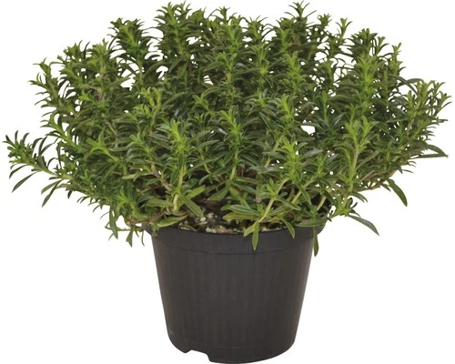 Bergbohnenkraut FloraSelf Satureja Montana H 10-20 Cm Ø 14 Cm Topf 3 Bergbohnenkraut FloraSelf Satureja Montana H 10-20 Cm Ø 14 Cm Topf