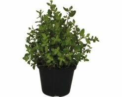 Oregano FloraSelf Origanum Vulgare H 10-20 Cm Ø 14 Cm Topf