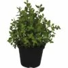 Oregano FloraSelf Origanum Vulgare 'Kreta' Ø 12 Cm Topf -Hornbach Gartenmarkt DV 8 4674497 01 4c DE 20190227094659