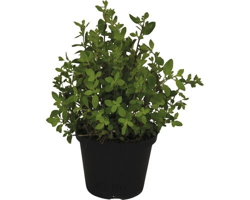 Oregano FloraSelf Origanum Vulgare 'Kreta' Ø 12 Cm Topf 3 Oregano FloraSelf Origanum Vulgare 'Kreta' Ø 12 Cm Topf