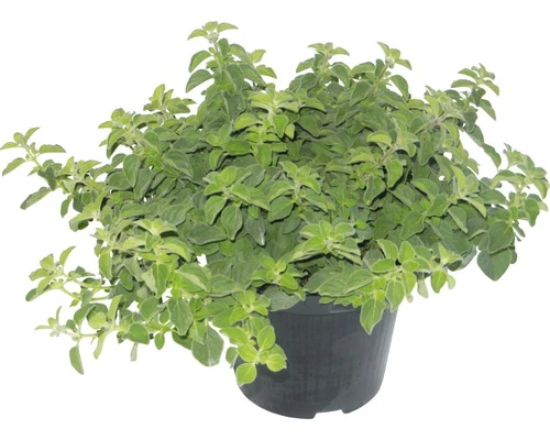 Oregano FloraSelf Origanum Vulgare 'Hot And Spicy' H 10-20 Cm Ø 14 Cm Topf 3 Oregano FloraSelf Origanum Vulgare 'Hot And Spicy' H 10-20 Cm Ø 14 Cm Topf