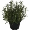 Rosmarin FloraSelf Rosmarinus Officinalis H 15-30 Cm Ø 14 Cm Topf -Hornbach Gartenmarkt DV 8 4674499 01 4c DE 20190117134650