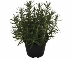 Rosmarin FloraSelf Rosmarinus Officinalis H 15-30 Cm Ø 14 Cm Topf