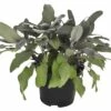 Purpur-Salbei FloraSelf Salvia Officinals H 15-30 Cm Ø 14 Cm Topf 2 Purpur-Salbei FloraSelf Salvia Officinals H 15-30 Cm Ø 14 Cm Topf -Hornbach Gartenmarkt DV 8 4674501 01 4c DE 20190227094659 1