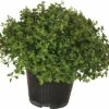 Thymian FloraSelf Thymus Puledgioides H 10-15 Ø 14 Cm Topf -Hornbach Gartenmarkt DV 8 4674502 01 4c DE 20190117134650
