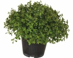 Thymian FloraSelf Thymus Puledgioides H 10-15 Ø 14 Cm Topf